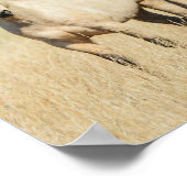 Poster Beau Cheval Buckskin (Coin)