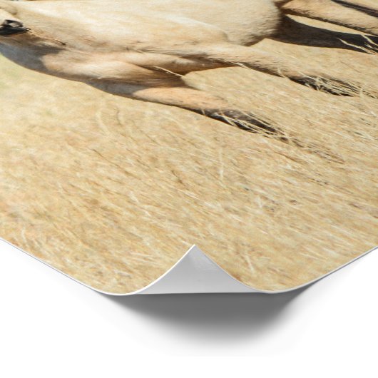 Poster Beau Cheval Buckskin (Coin)