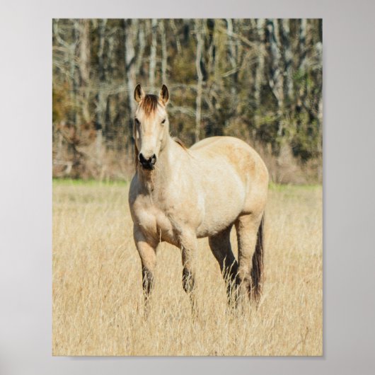 Poster Beau Cheval Buckskin (Devant)
