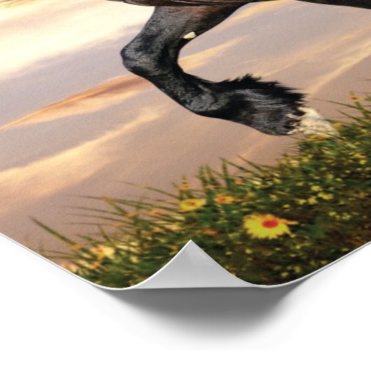 Poster Beau Cheval Noir (Coin)