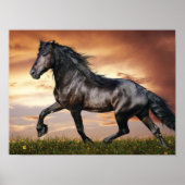 Poster Beau Cheval Noir (Devant)