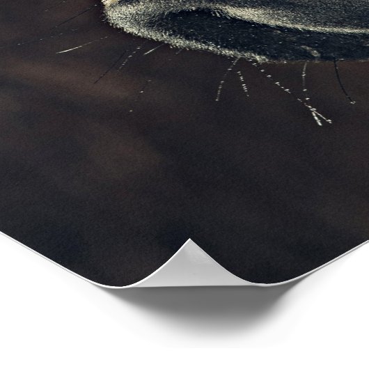 Poster Beau Cheval Noir (Coin)