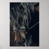 Poster Beau Cheval Noir (Devant)
