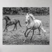 Poster Beau Chevaux B&W (Devant)
