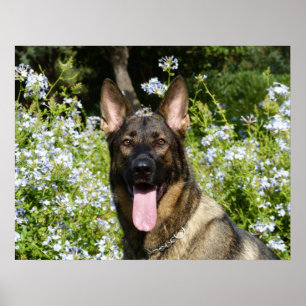 Poster Beau chien berger allemand