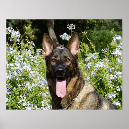 Poster Beau chien berger allemand (Devant)
