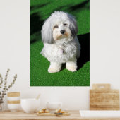 Poster Beau chien blanc de Havaneser assis, en contact vi (Cuisine)