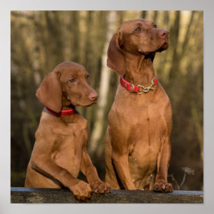 Poster Beau chien sportif de Vizsla