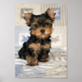 Poster Beau chiot (Devant)