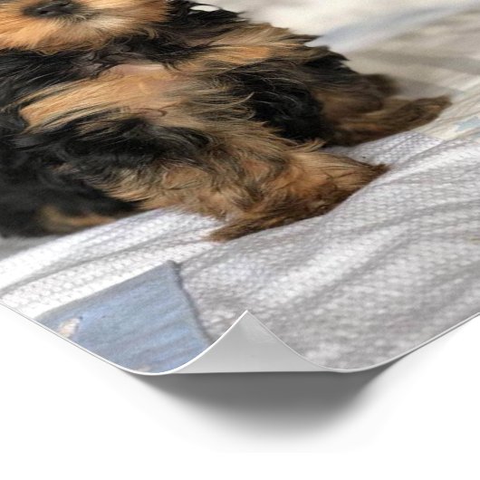 Poster Beau chiot (Coin)