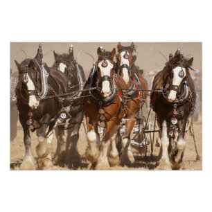 Poster Beau Clydesdale Horses - Travail d'équipe