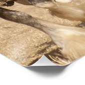 Poster Beau Clydesdale Horses - Travail d'équipe (Coin)