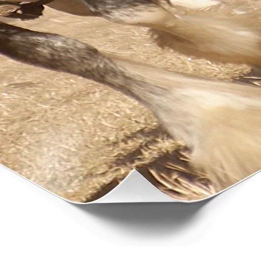 Poster Beau Clydesdale Horses - Travail d'équipe (Coin)