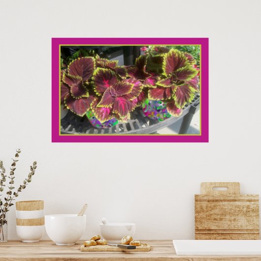 Poster Beau Coleus (Cuisine)
