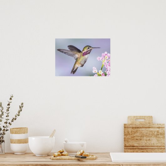 Poster Beau Colibri volant en violet et rose (Cuisine)