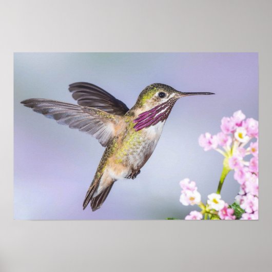 Poster Beau Colibri volant en violet et rose (Devant)