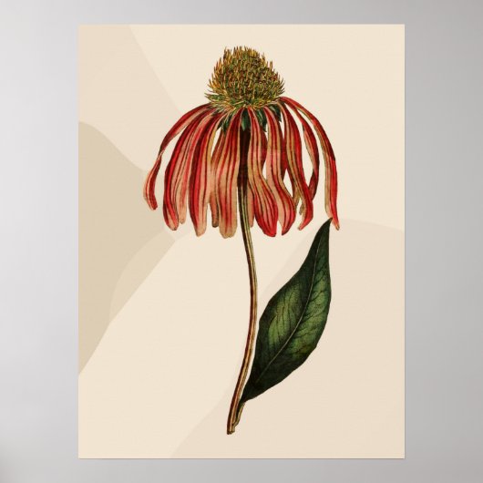 Poster Beau Confleur rouge Vintage Confleur vert Leave (Devant)