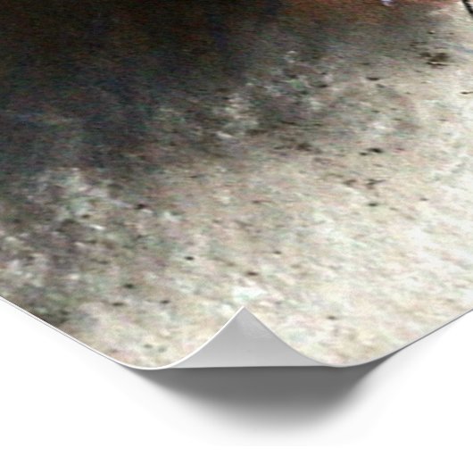 Poster Beau Cornoufleurs Bleues (Coin)