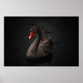 Poster Beau cygne noir (Devant)