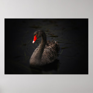 Poster Beau cygne noir