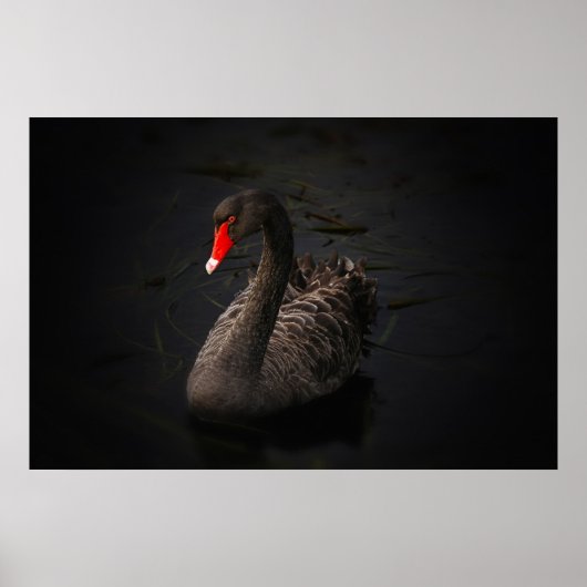 Poster Beau cygne noir (Devant)