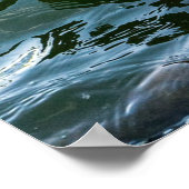 Poster Beau cygne noir (Coin)