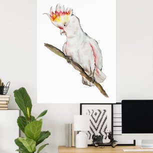 Poster Beau dessin à la main de perroquet de cockatoo aqu