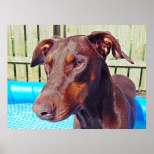 Poster Beau doberman rouge