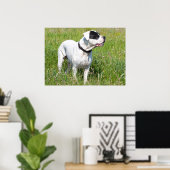 Poster Beau Dogo Argentino (Bureau à domicile)