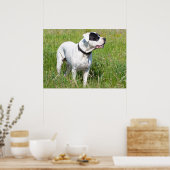 Poster Beau Dogo Argentino (Cuisine)