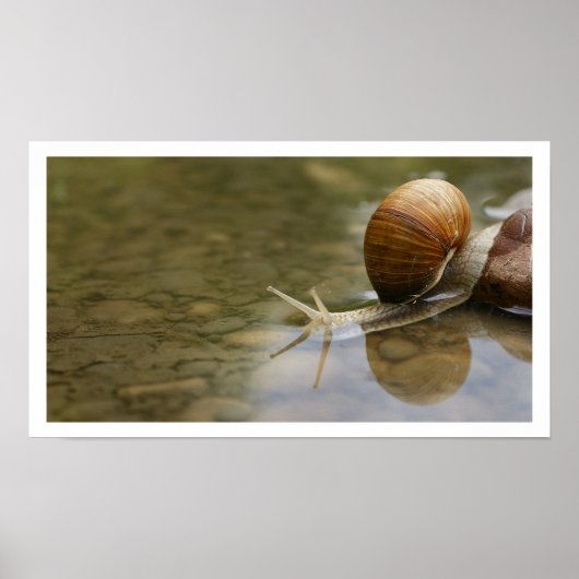 Poster Beau escargot reflété dans l'eau (Devant)