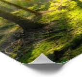 Poster Beau feu de forêt (Coin)