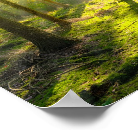 Poster Beau feu de forêt (Coin)