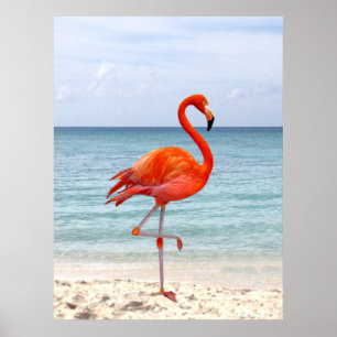 Poster Beau Flamant Rose Oiseau sur la Plage