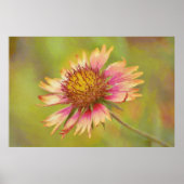 Poster Beau Fleur sauvage Firewheel Art (Devant)