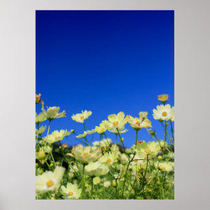 Poster Beau gisement de fleur jaune de ciel bleu d'espace