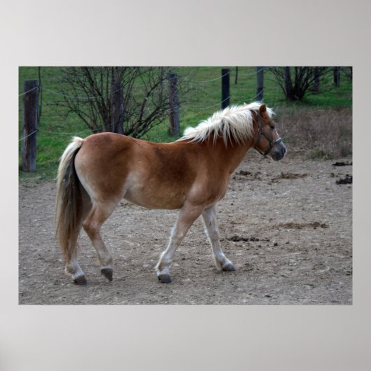 Poster Beau Haflinger (Devant)