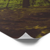 Poster Beau Hêtre (Coin)