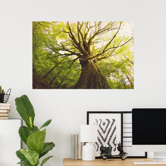 Poster Beau Hêtre (Bureau à domicile)