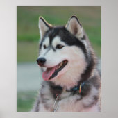 Poster Beau Husky Art Print Sled Dog (Devant)