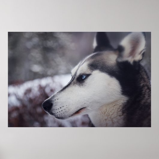 Poster Beau Husky Fermer Imprimer Chien à traîneau (Devant)