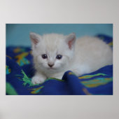 Poster Beau Kitten (Devant)
