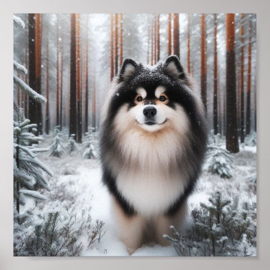 Poster Beau Lapphund Finlandais (Devant)