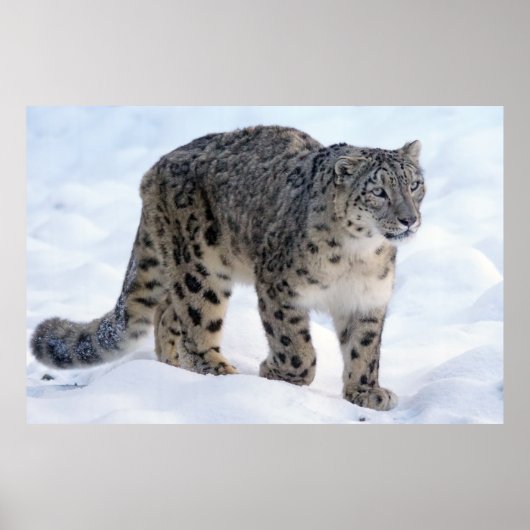 Poster Beau léopard des neiges (Devant)