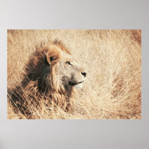 POSTER BEAU LION