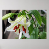 POSTER BEAU LIT BLANC (Devant)