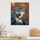 Poster Beau loup (Cuisine)