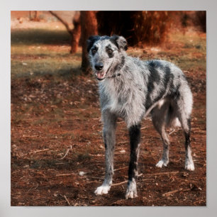 Poster Beau Lurcher chien