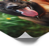 Poster beau Malinois belge (Coin)
