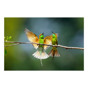 Poster Beau Motmot Bird sur Branche